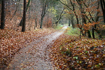 Image showing colorul forest