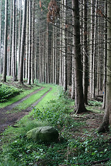 Image showing green spring landscape in denmark