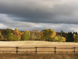 Image showing forest