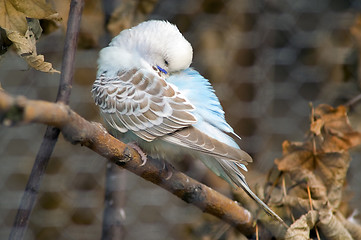 Image showing Budgie