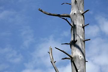 Image showing branches in the sky