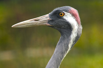 Image showing Crane