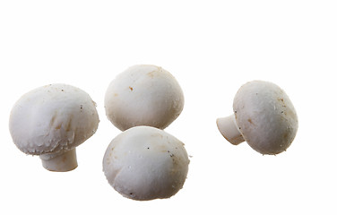 Image showing Many white mushroom