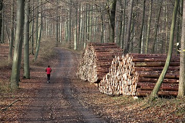 Image showing run in the forest