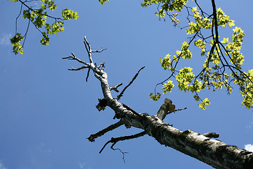 Image showing branches in the sky