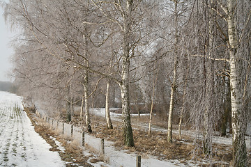 Image showing winter trees