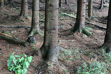 Image showing tree trunk