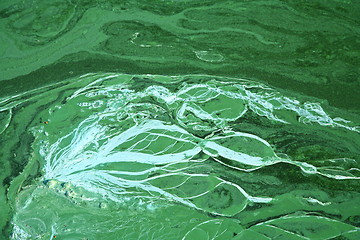 Image showing Blue-green algae