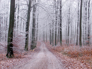 Image showing winter in denmark