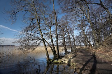 Image showing lake forest