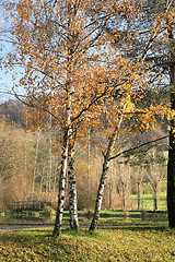 Image showing alsacian landscape