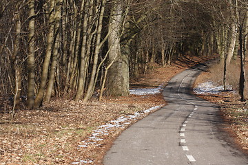 Image showing colorul forest