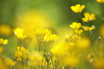 Image showing yellow flower closeup