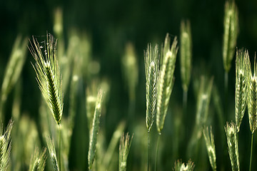 Image showing rural denmark