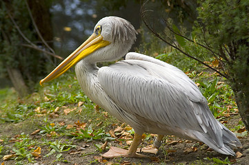 Image showing Bird