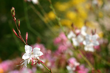 Image showing Plants and flowers from corsica