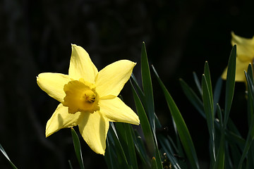 Image showing flower closeup