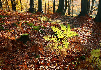 Image showing colorul forest