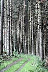 Image showing green spring landscape in denmark