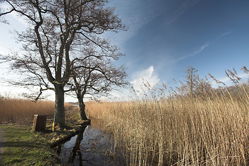 Image showing lake forest