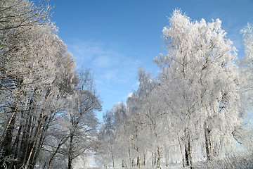 Image showing winter in denmark