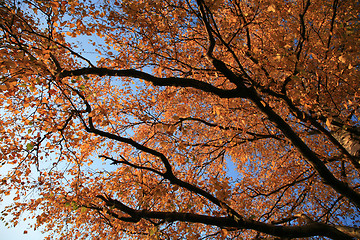 Image showing Forest in denmark