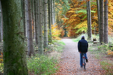 Image showing Autumn forest