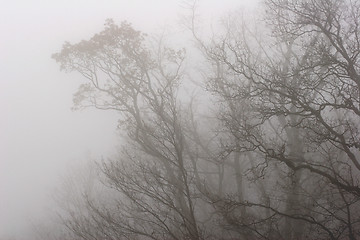 Image showing trees and forest