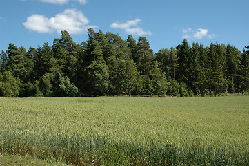 Image showing cornfield