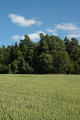 Image showing cornfield