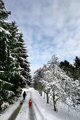 Image showing christmas forest