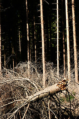 Image showing trees and forest