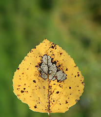 Image showing  leaves