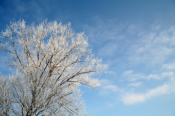 Image showing winter in denmark