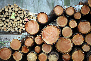 Image showing tree trunk