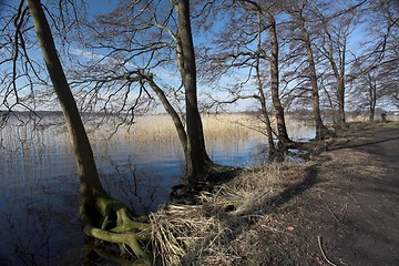 Image showing lake forest