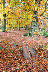 Image showing autumn leaves