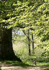 Image showing rudeskov path