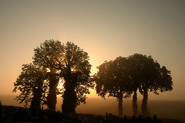 Image showing branches morning