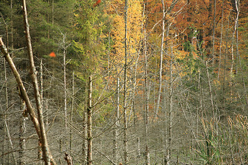 Image showing Forest in denmark