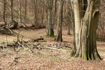 Image showing forest