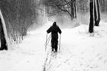 Image showing  skiing