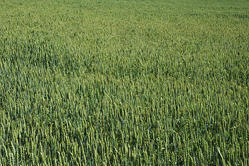 Image showing cornfield