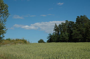 Image showing cornfield