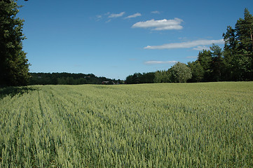 Image showing cornfield