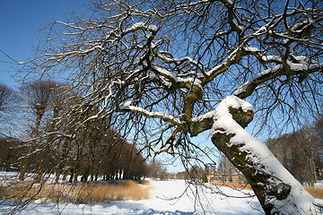 Image showing snowy winter