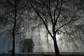 Image showing winter trees