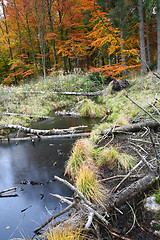 Image showing Autumn forest