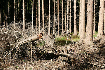 Image showing trees and forest