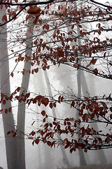 Image showing trees and forest